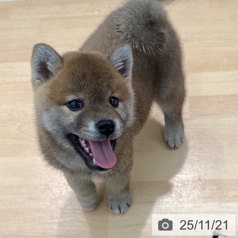 熊本県の柴犬(標準サイズ) (ペットプラス 熊本店/2025年9月19日生まれ/男の子/赤)の子犬の4枚目の画像