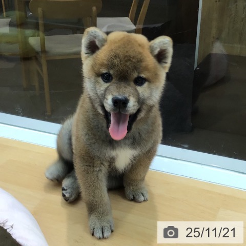 熊本県の柴犬(標準サイズ) (ペットプラス 熊本店/2025年9月19日生まれ/男の子/赤)の子犬の3枚目の画像