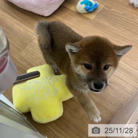 大阪府の柴犬(標準サイズ) (ペットプラス りんくう泉南店/2025年9月19日生まれ/女の子/赤)の子犬の4枚目の画像