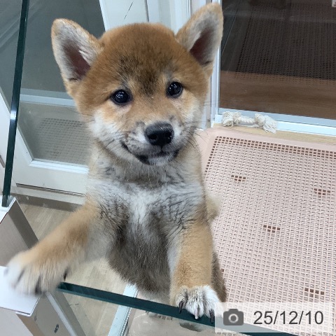 大阪府の柴犬(標準サイズ) (ペットプラス りんくう泉南店/2025年9月19日生まれ/女の子/赤)の子犬の4枚目の画像