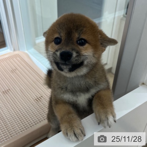 大阪府の柴犬(標準サイズ) (ペットプラス りんくう泉南店/2025年9月19日生まれ/女の子/赤)の子犬の3枚目の画像