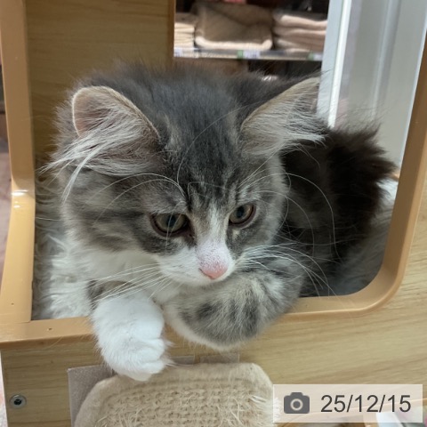 群馬県のノルウェージャンフォレストキャット (ペットプラス イオンモール太田店/2025年9月15日生まれ/男の子/ブルークラシックタビーホワイト)の子猫の3枚目の画像