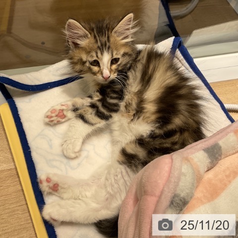 ノルウェージャンフォレストキャットの写真