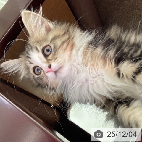 東京都のノルウェージャンフォレストキャット (ペットプラス 立川高島屋S.C.店/2025年9月15日生まれ/男の子/ブラウンクラシックタビーホワイト)の子猫の4枚目の画像