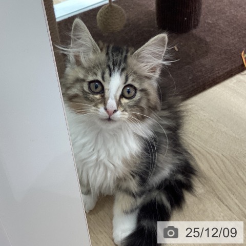 東京都のノルウェージャンフォレストキャット (ペットプラス 立川高島屋S.C.店/2025年9月15日生まれ/男の子/ブラウンクラシックタビーホワイト)の子猫の3枚目の画像