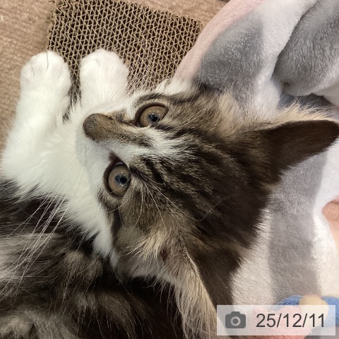 ノルウェージャンフォレストキャットの写真