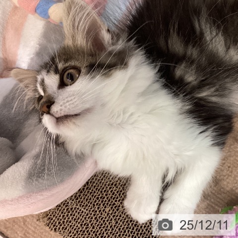 ノルウェージャンフォレストキャットの写真