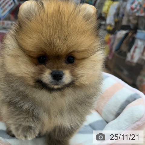 ポメラニアンの写真