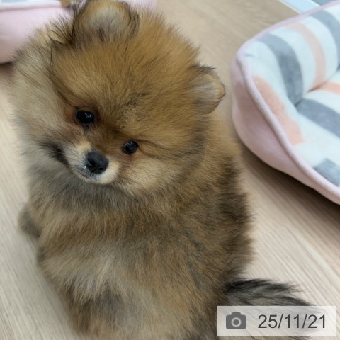 ポメラニアンの写真