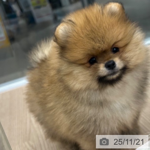 ポメラニアンの写真