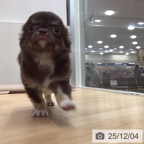 埼玉県のチワワ(ロング) (ペットプラス 浦和美園店/2025年9月17日生まれ/男の子/チョコレートタン)の子犬の4枚目の画像