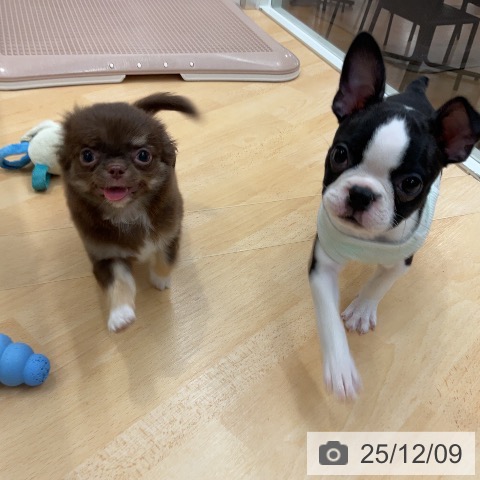 埼玉県のチワワ(ロング) (ペットプラス 浦和美園店/2025年9月17日生まれ/男の子/チョコレートタン)の子犬の4枚目の画像