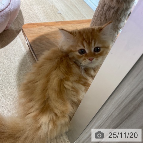 ラガマフィンの写真