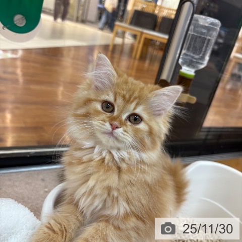 京都府のラガマフィン (ペットプラス 久御山店/2025年9月17日生まれ/女の子/レッドタビー)の子猫の4枚目の画像