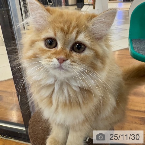 京都府のラガマフィン (ペットプラス 久御山店/2025年9月17日生まれ/女の子/レッドタビー)の子猫の3枚目の画像