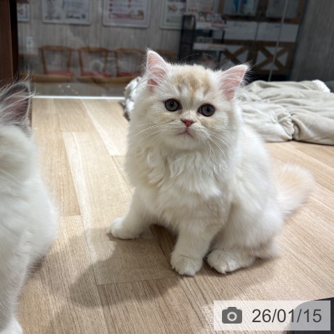 埼玉県のラガマフィン (ペットプラス 所沢店/2025年9月17日生まれ/女の子/クリームタビーホワイト)の子猫の3枚目の画像