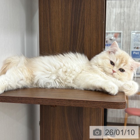 埼玉県のラガマフィン (ペットプラス 所沢店/2025年9月17日生まれ/女の子/クリームタビーホワイト)の子猫の3枚目の画像