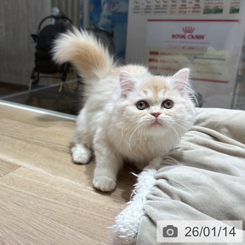 埼玉県のラガマフィン (ペットプラス 所沢店/2025年9月17日生まれ/女の子/クリームタビーホワイト)の子猫の4枚目の画像