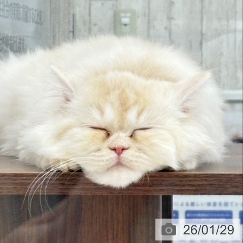 埼玉県のラガマフィン (ペットプラス 所沢店/2025年9月17日生まれ/女の子/クリームタビーホワイト)の子猫の3枚目の画像