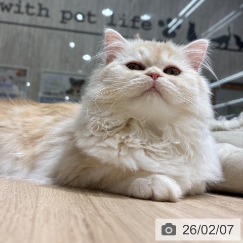 埼玉県のラガマフィン (ペットプラス 所沢店/2025年9月17日生まれ/女の子/クリームタビーホワイト)の子猫の3枚目の画像