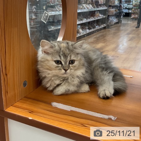 ラガマフィンの写真