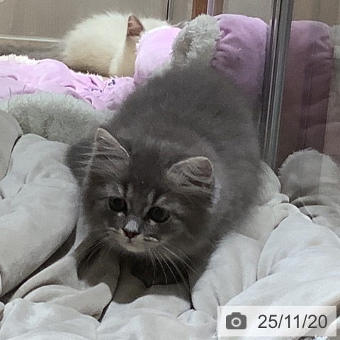 ラガマフィンの写真