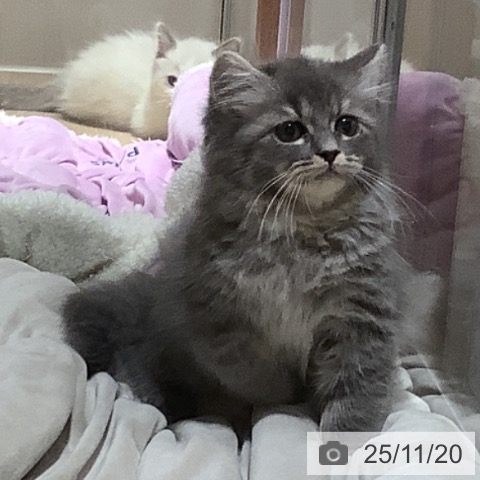 ラガマフィンの写真