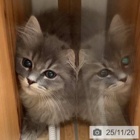 ラガマフィンの写真