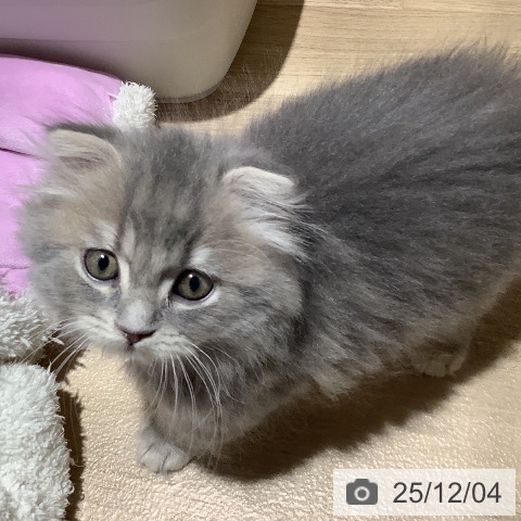 大阪府のラガマフィン (ペットプラス 鶴見店/2025年9月14日生まれ/男の子/ブルータビー)の子猫の4枚目の画像