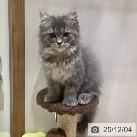 大阪府のラガマフィン (ペットプラス 鶴見店/2025年9月14日生まれ/男の子/ブルータビー)の子猫の3枚目の画像