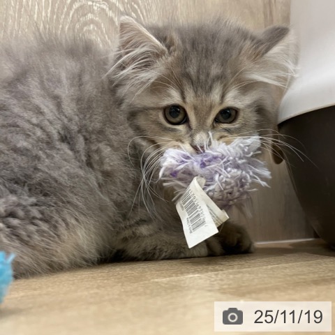 ラガマフィンの写真