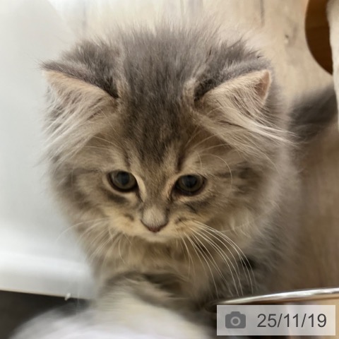 ラガマフィンの写真