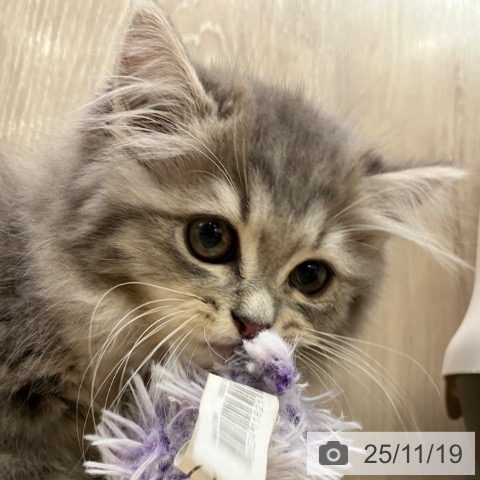 ラガマフィンの写真