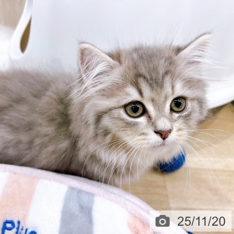 ラガマフィンの写真