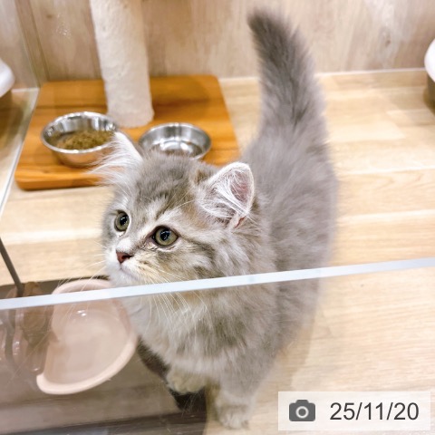 ラガマフィンの写真