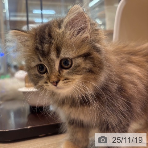 ラガマフィンの写真