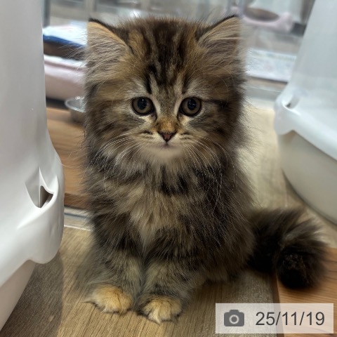 ラガマフィンの写真