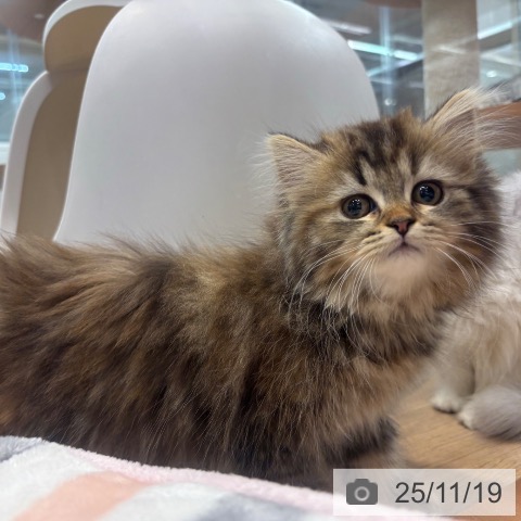 ラガマフィンの写真