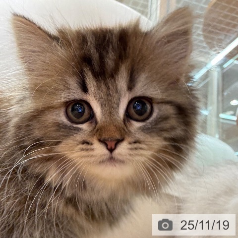 ラガマフィンの写真