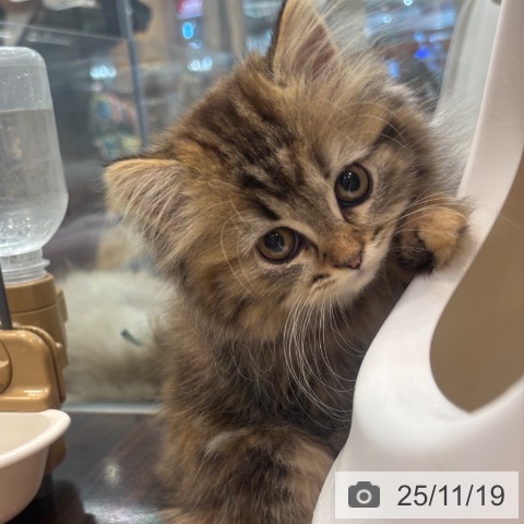 ラガマフィンの写真