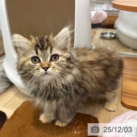 大阪府のラガマフィン (ペットプラス イオン大日店/2025年9月14日生まれ/女の子/ブラウンパッチドタビーホワイト)の子猫の3枚目の画像