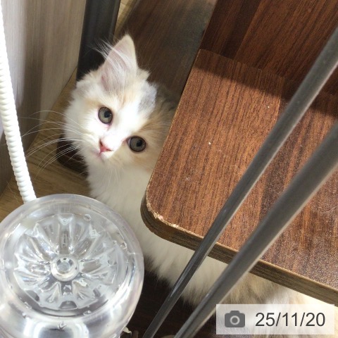 ラガマフィンの写真