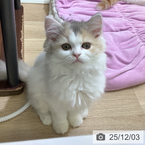 東京都のラガマフィン (ペットプラス 日の出店/2025年9月14日生まれ/女の子/ダイリュートキャリコ)の子猫の4枚目の画像