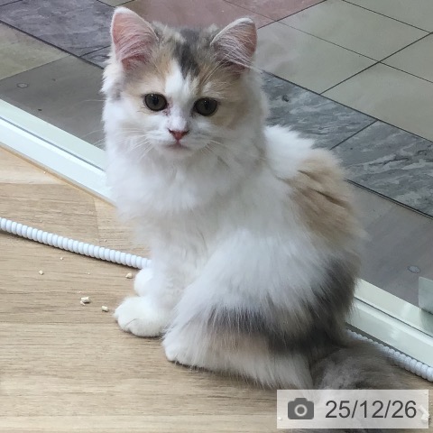 東京都のラガマフィン (ペットプラス 日の出店/2025年9月14日生まれ/女の子/ダイリュートキャリコ)の子猫の4枚目の画像