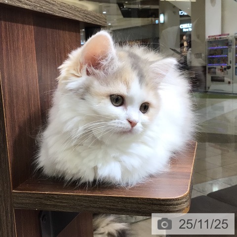 東京都のラガマフィン (ペットプラス 日の出店/2025年9月14日生まれ/女の子/ダイリュートキャリコ)の子猫の3枚目の画像