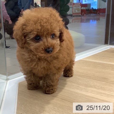 トイ・プードルの写真