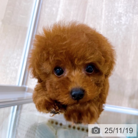 トイ・プードルの写真