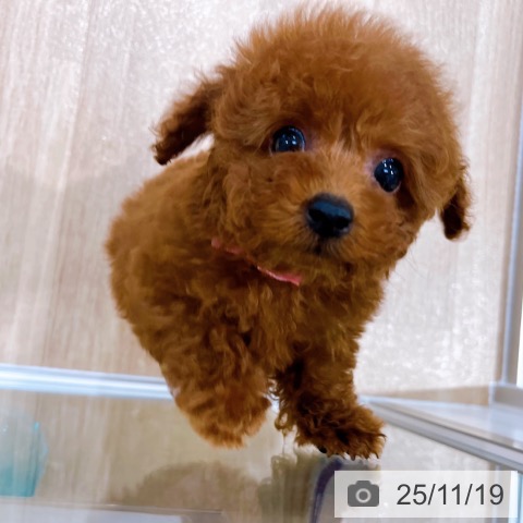 トイ・プードルの写真