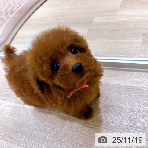 トイ・プードルの写真