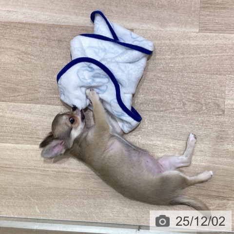 長野県のチワワ(ロング) (ペットプラス 須坂店/2025年9月15日生まれ/女の子/フォーンホワイト)の子犬の3枚目の画像